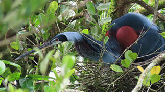 Agami Heron