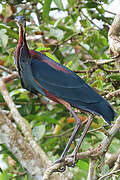 Agami Heron