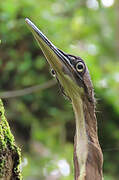 Agami Heron