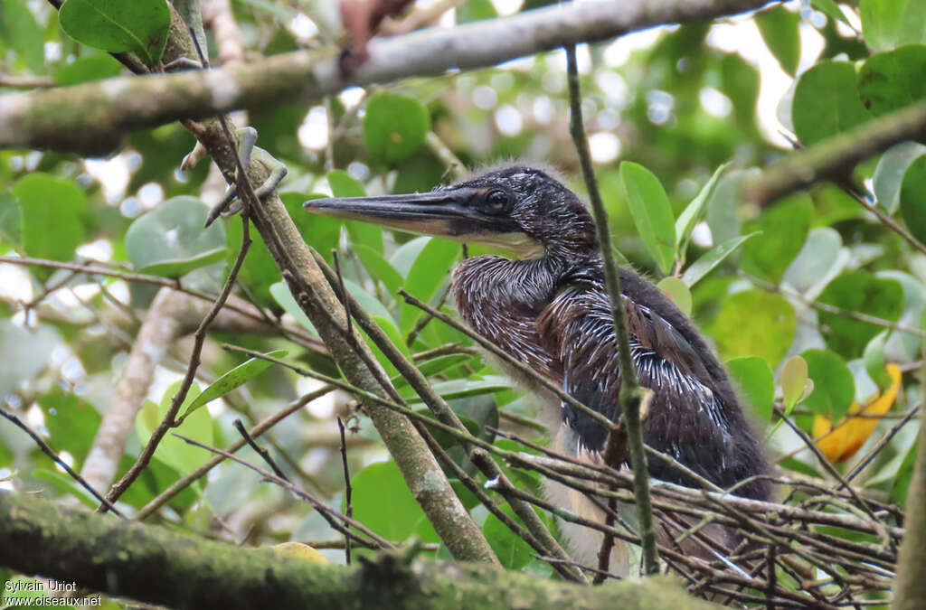 Héron agamiPoussin, identification