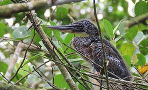 Agami Heron