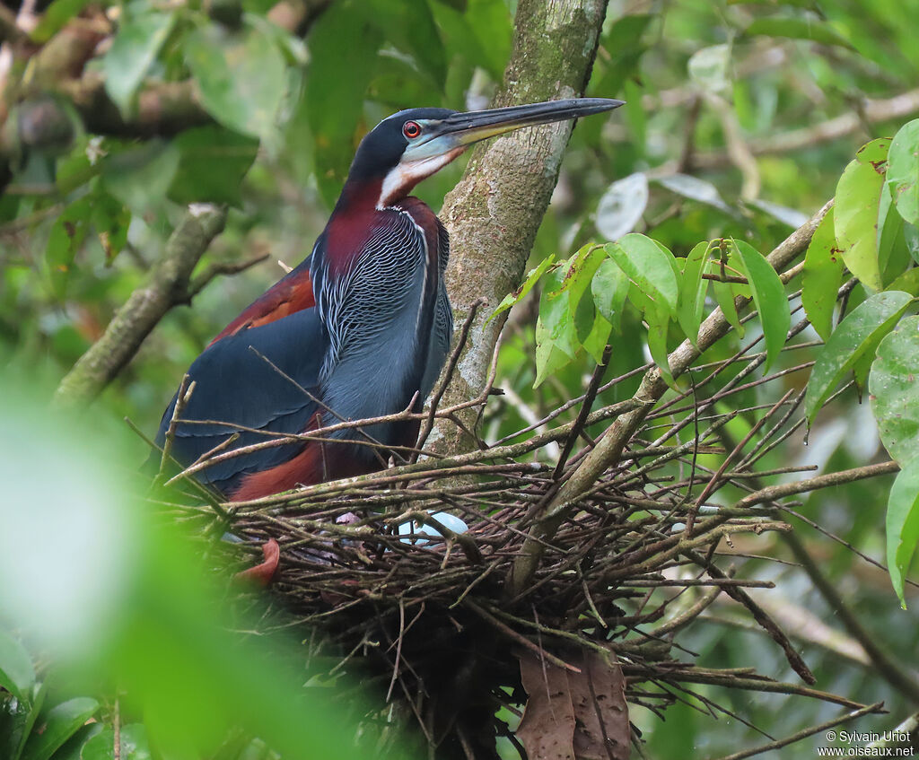 Agami Heronadult, Reproduction-nesting