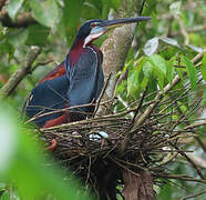 Agami Heron