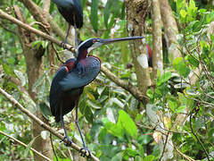 Agami Heron