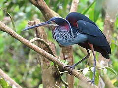 Agami Heron