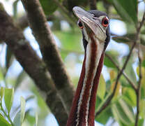 Agami Heron