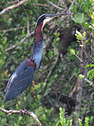 Agami Heron