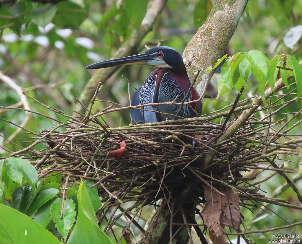 Agami Heronadult, Reproduction-nesting