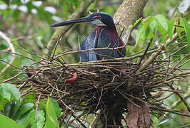 Agami Heron