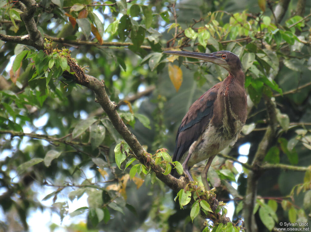 Héron agamiimmature