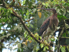 Agami Heron