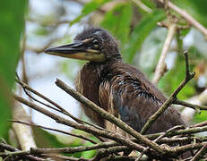 Agami Heron