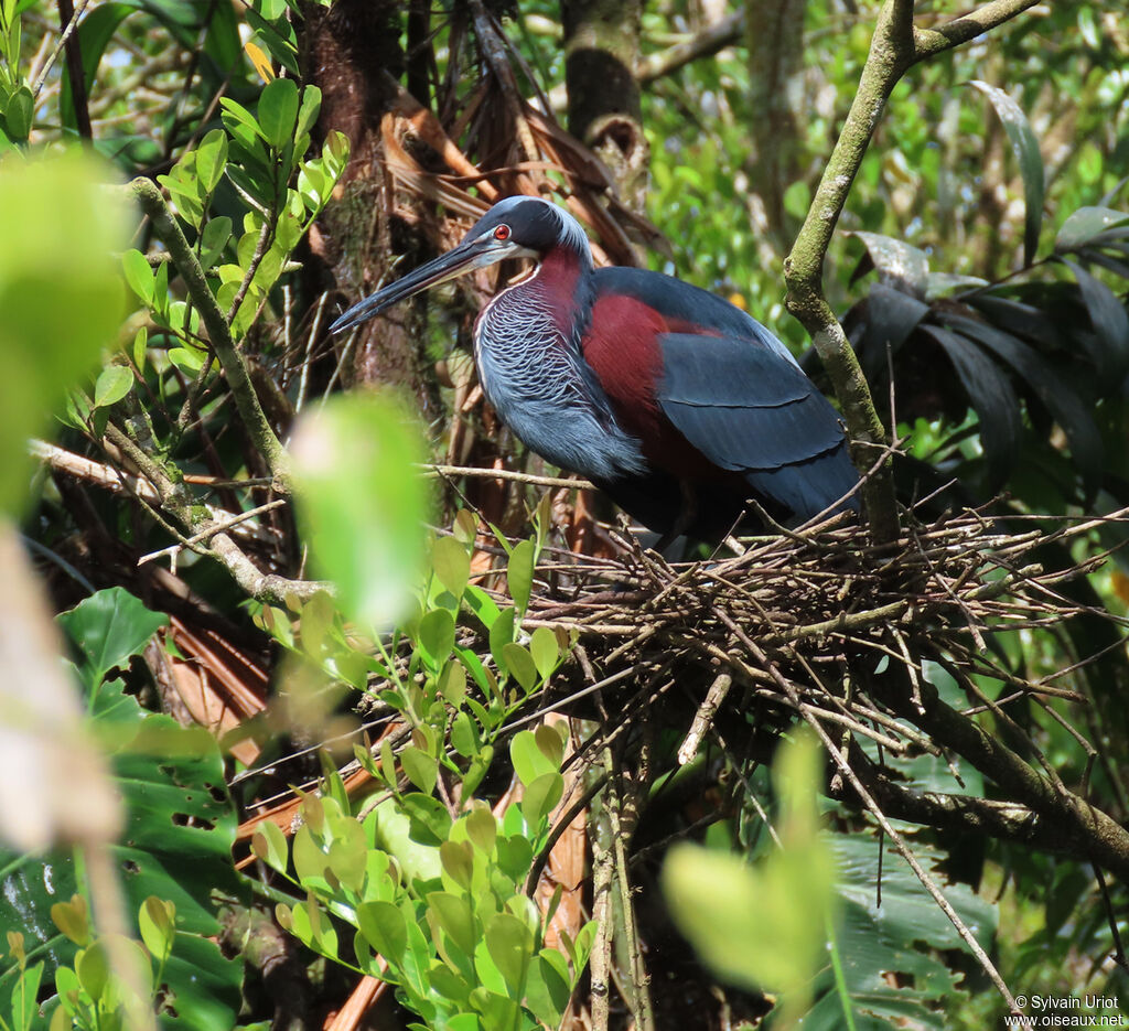 Agami Heronadult, Reproduction-nesting