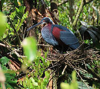 Agami Heron