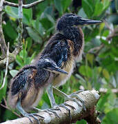 Agami Heron