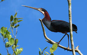 Agami Heron