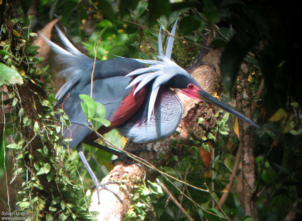 Agami Heronadult, courting display