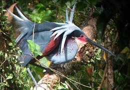 Agami Heron