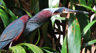 Agami Heron