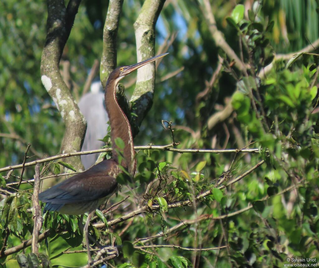 Agami Heronjuvenile