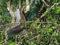 Agami Heron