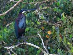 Agami Heron