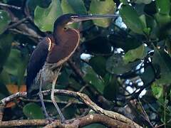 Agami Heron