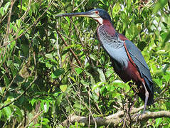 Agami Heron