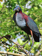 Agami Heron