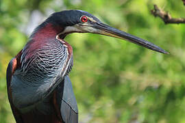 Agami Heron