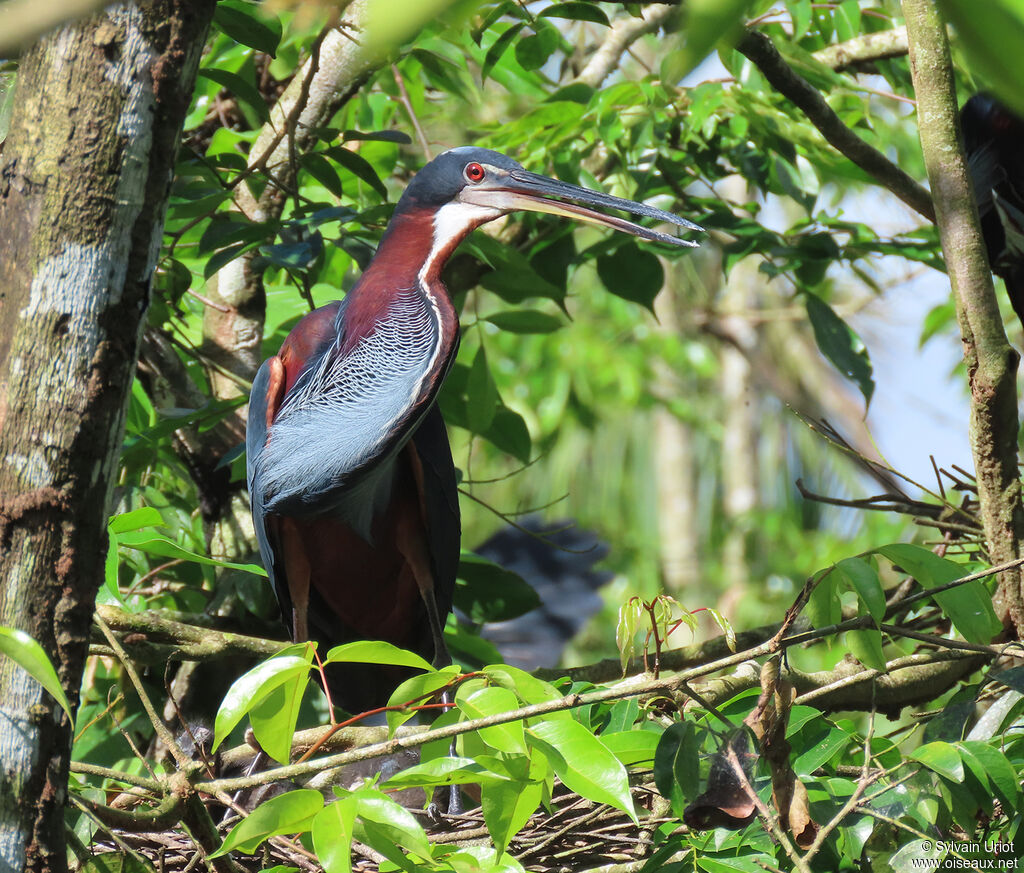 Agami Heronadult