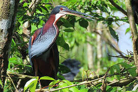 Agami Heron