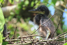 Agami Heron