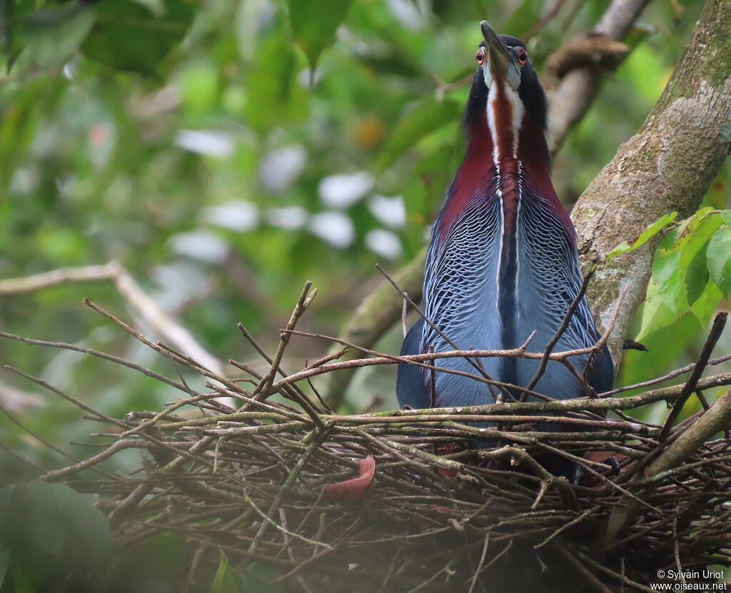 Agami Heronadult, Reproduction-nesting