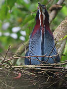 Agami Heron