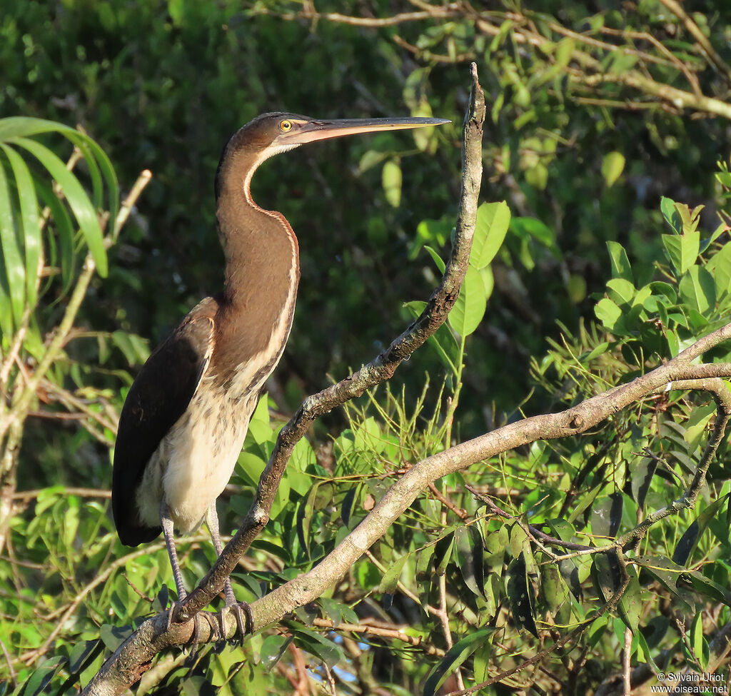 Agami Heronjuvenile