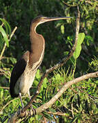 Agami Heron