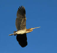 Agami Heron