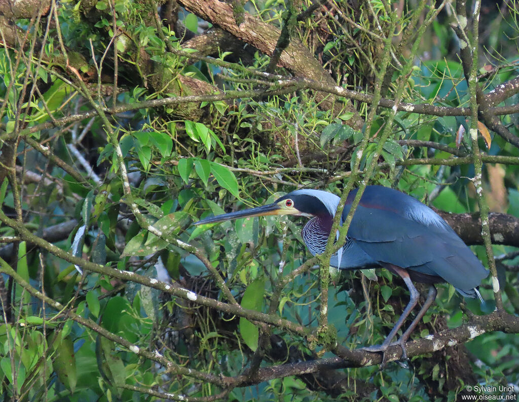 Agami Heronadult