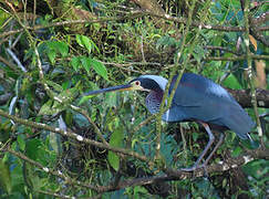 Agami Heron