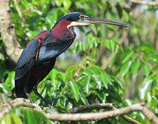 Agami Heron