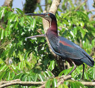 Agami Heron