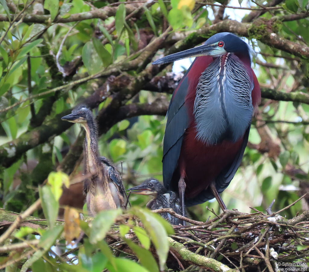 Agami Heron