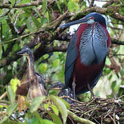 Agami Heron