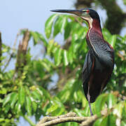 Agami Heron