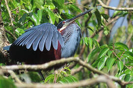 Agami Heron