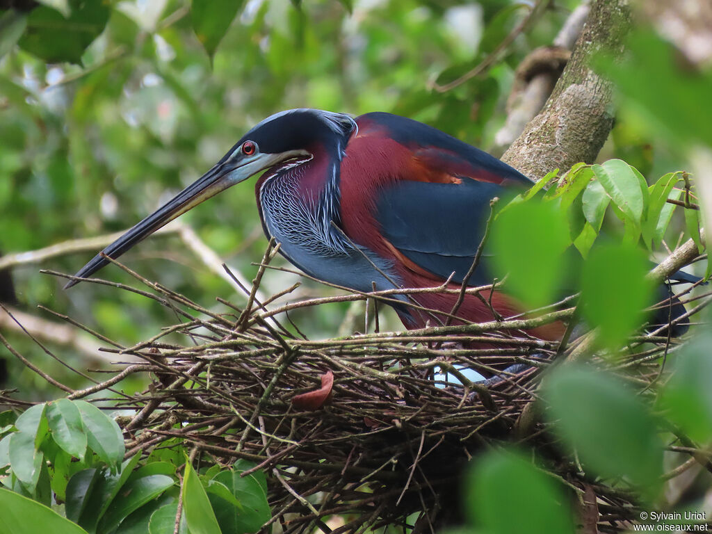 Agami Heronadult, Reproduction-nesting