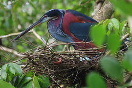 Agami Heron