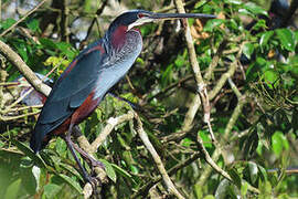 Agami Heron