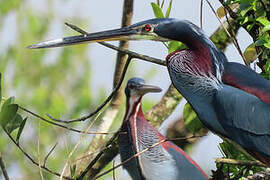 Agami Heron